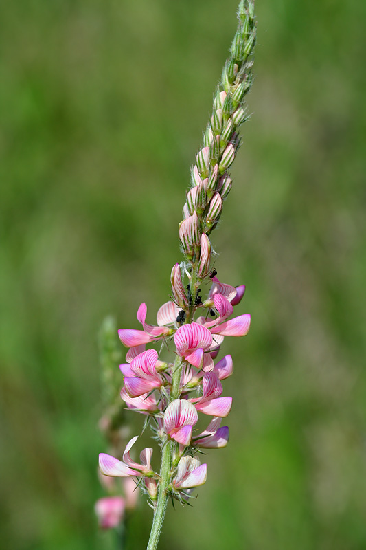 Изображение особи Onobrychis arenaria.