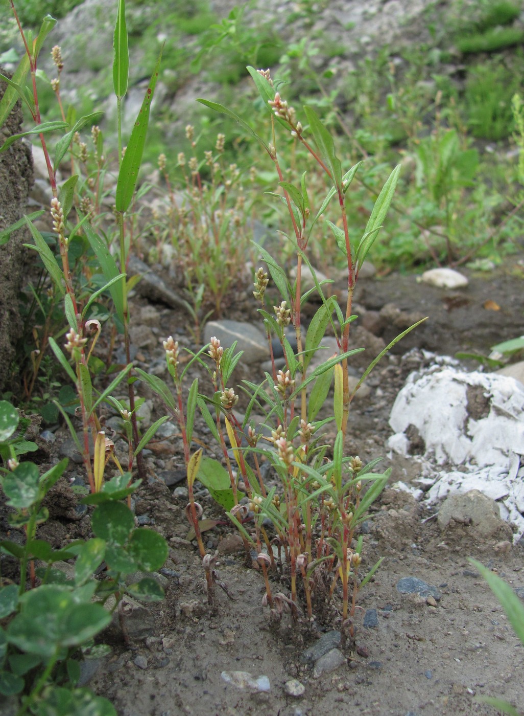 Изображение особи Persicaria scabra.