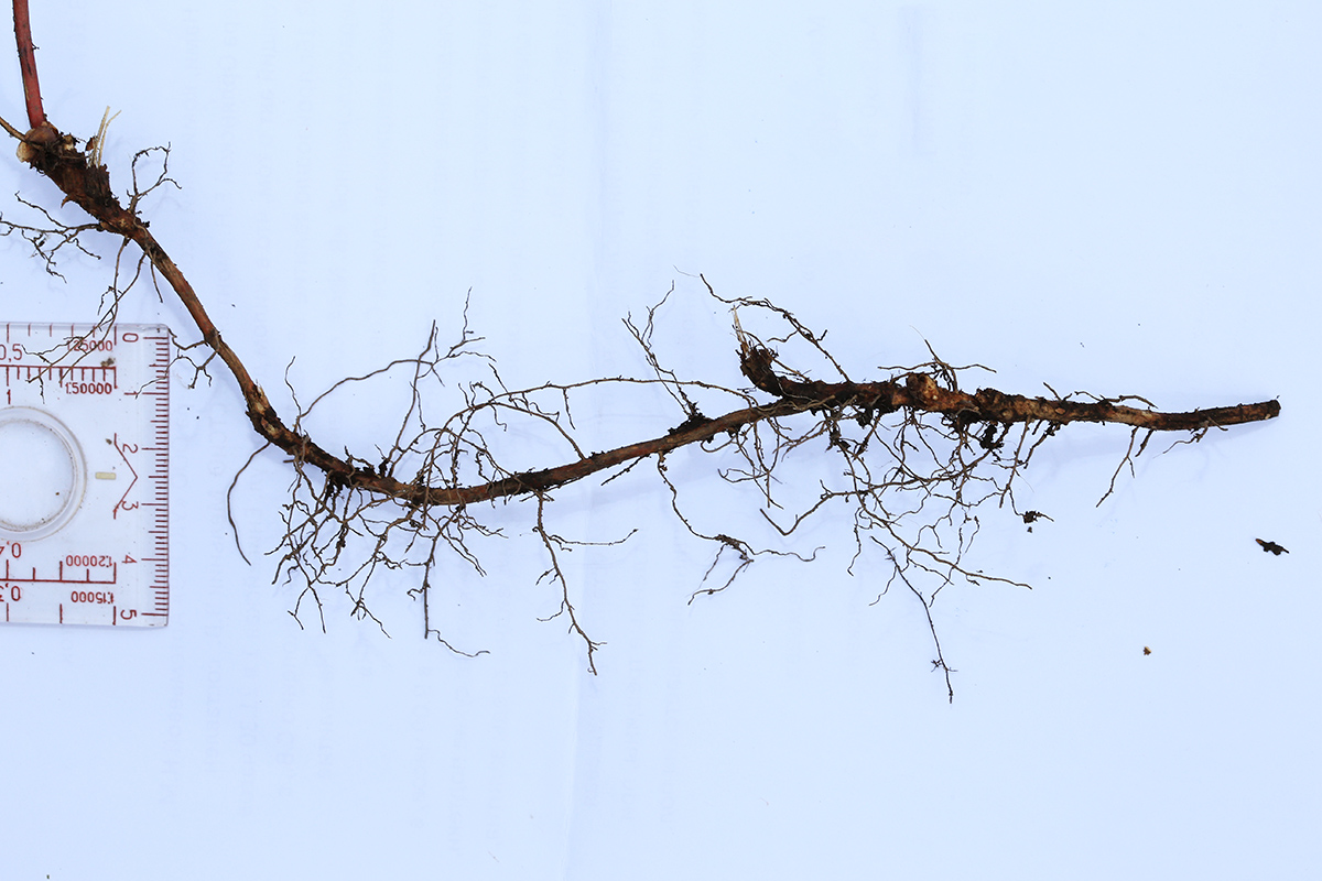 Image of Epimedium koreanum specimen.