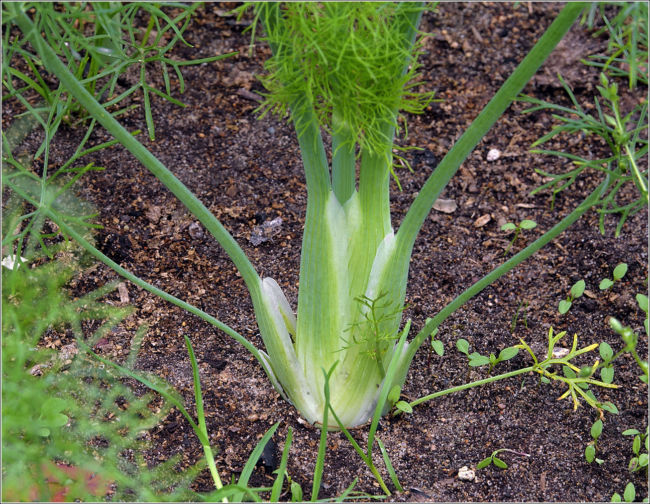 Изображение особи Foeniculum vulgare.