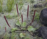 Plantago uliginosa. Плодоносящее растение. Ханты-Мансийский автономный округ — Югра, Октябрьский р-н, сельское поселение Курымкары, окр. пос. Горнореченск, правый берег р. Обь. 03.09.2022.