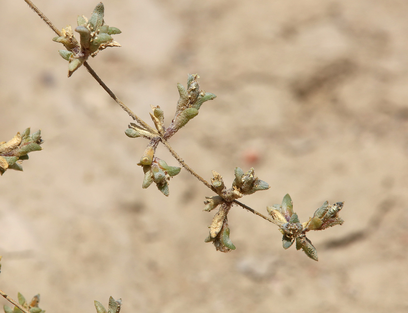 Image of Halimocnemis ferganica specimen.