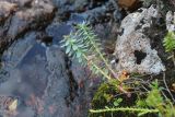 Rhodiola rosea. Вегетирующее растение в сообществе с Empetrum hermaphroditum и Lycopodium на моховой подушке. Мурманская обл., Кольский р-н, дол. р. Юринга ниже моста по дороге на Рыбачий п-ов (правый берег), берег реки, частично задернованные валуны. 02.08.2022.