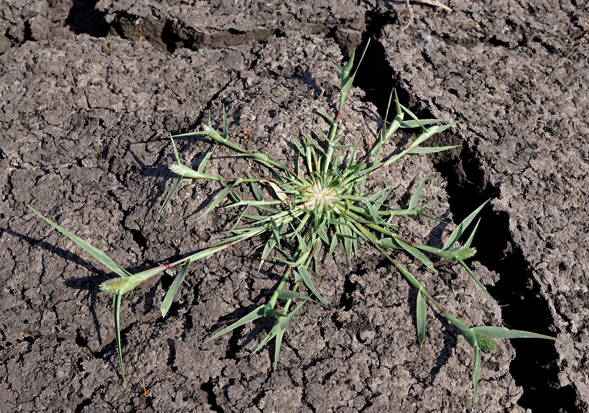 Image of Crypsis schoenoides specimen.