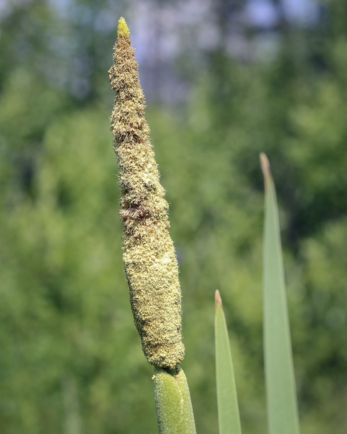 Image of Typha latifolia specimen.