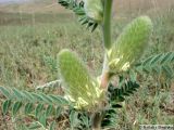Смотреть изображение Astragalus alopecias