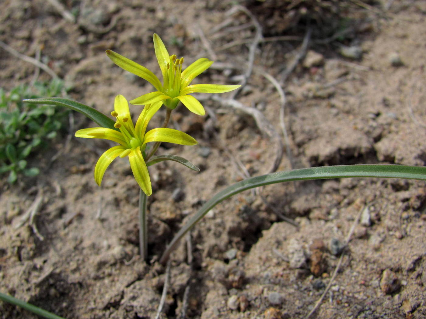 Image of Gagea fedtschenkoana specimen.