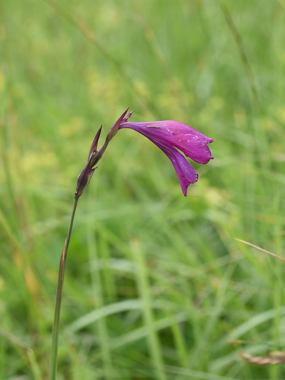 Image of Gladiolus tenuis specimen.