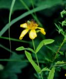 Hypericum gebleri