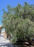 Acacia saligna. Плодоносящее растение. Египет, мухафаза Эль-Гиза, оазис Бахария, в культуре. 30.04.2023.