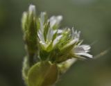 Cerastium holosteoides