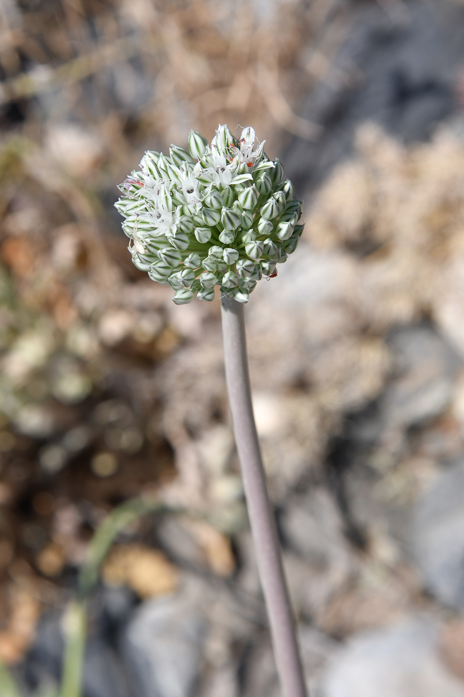 Image of Allium filidens specimen.