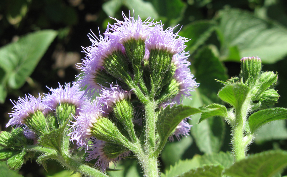 Изображение особи Ageratum houstonianum.