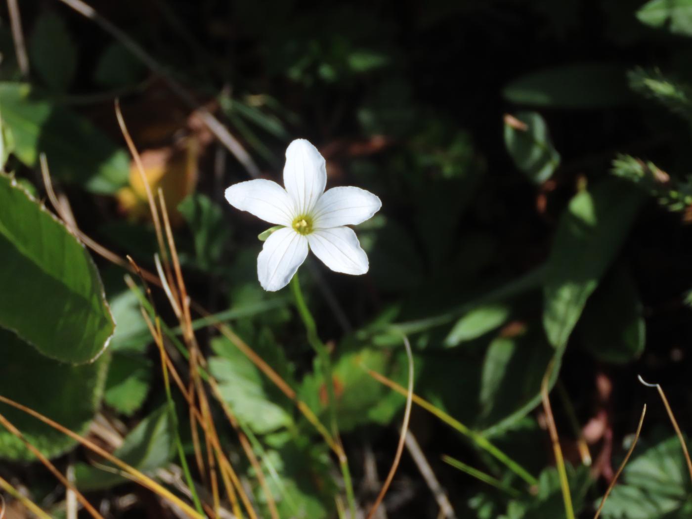 Image of Parnassia laxmannii specimen.