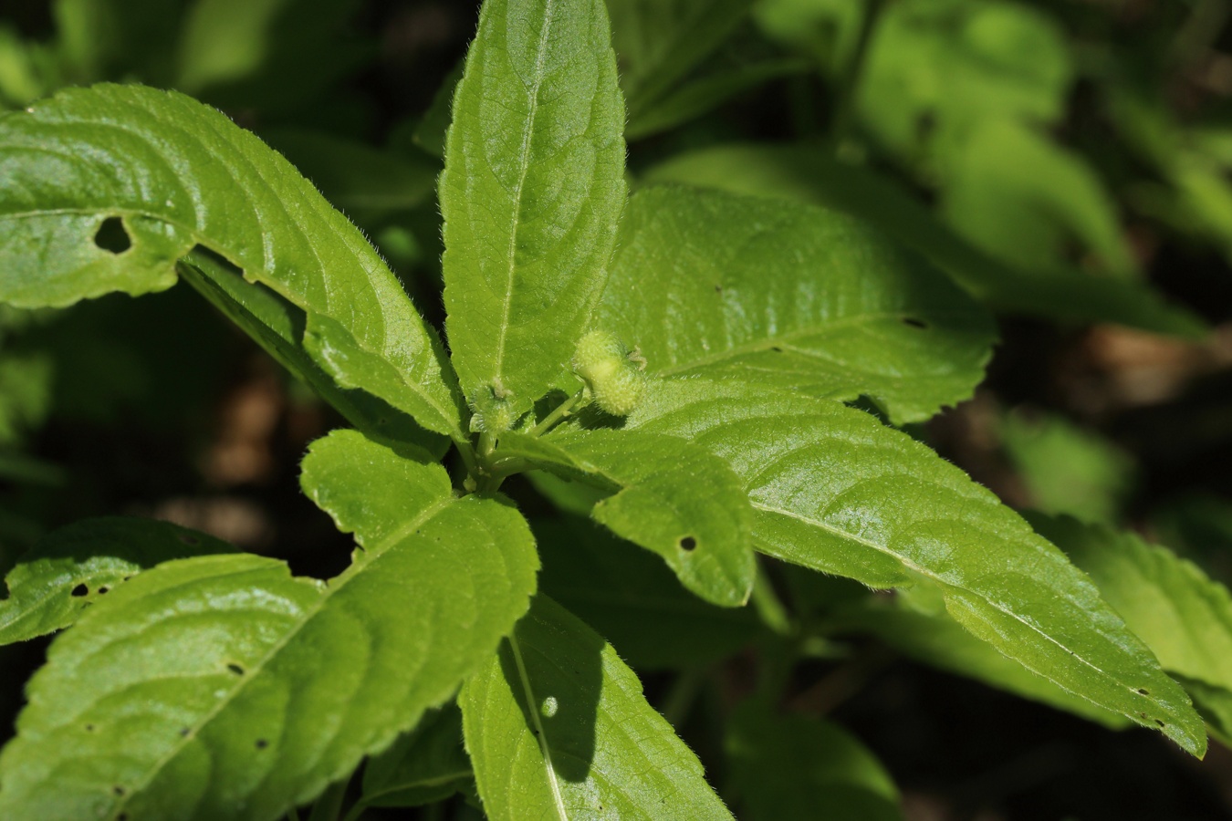 Изображение особи Mercurialis perennis.