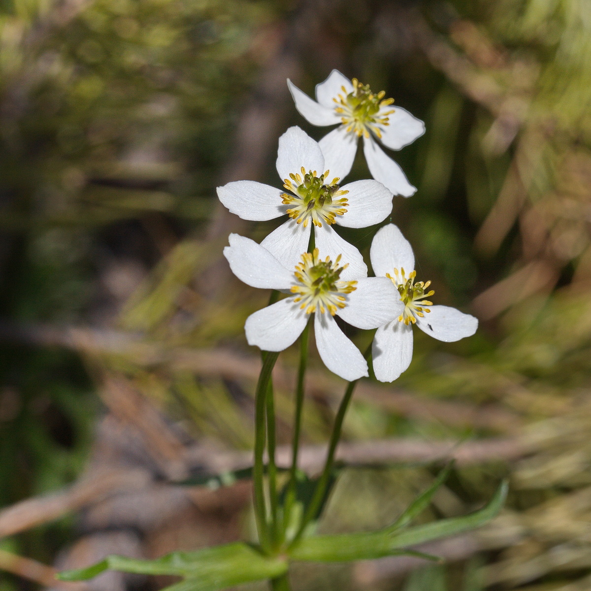 Image of Anemonastrum calvum specimen.