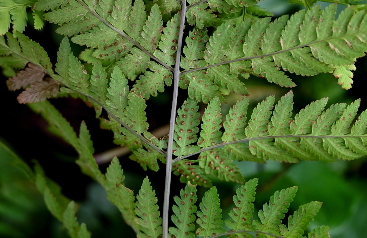 Image of Dryopteris expansa specimen.