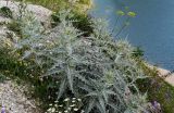 Cirsium argillosum. Расцветающие растения. Чечня, Веденский р-н, берег оз. Кезенойам, ≈ 1800 м н.у.м., каменистый склон. 25.07.2022.