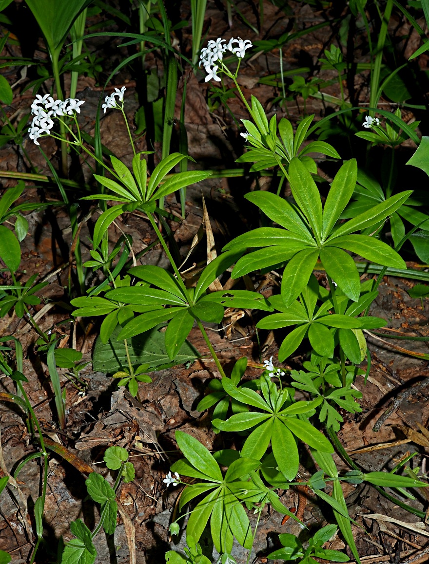 Image of Galium odoratum specimen.