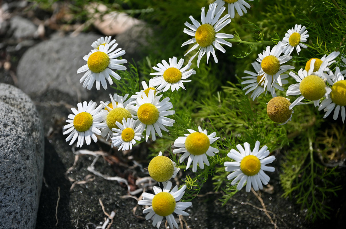 Image of Tripleurospermum tetragonospermum specimen.