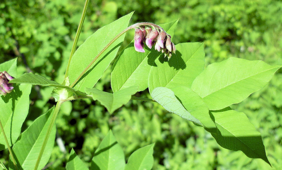 Image of Vicia ramuliflora specimen.