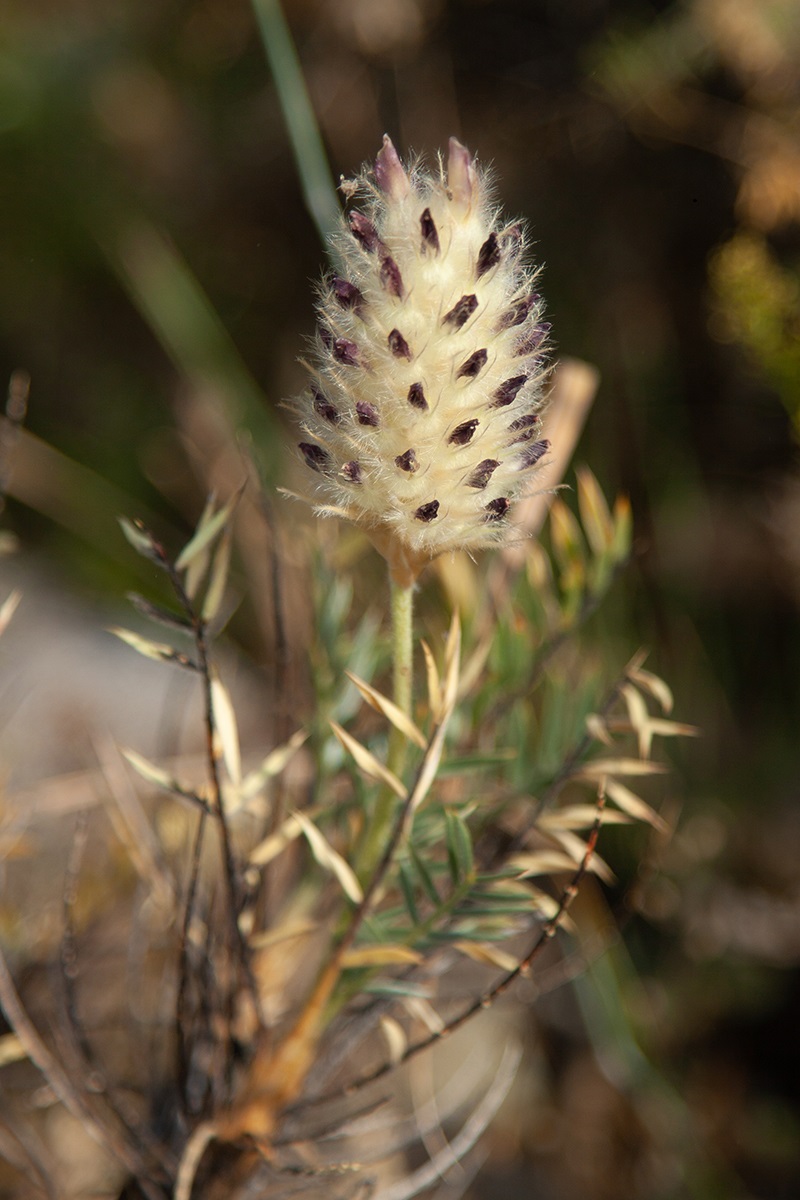 Image of Astragalus lagurus specimen.