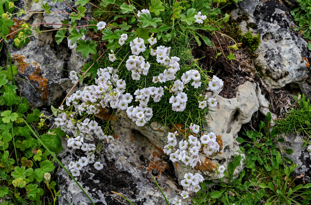 Image of Gypsophila tenuifolia specimen.