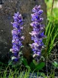 Ajuga orientalis. Соцветия. Армения, обл. Арагацотн, гора Арагац, берег оз. Кари, ≈ 3200 м н.у.м., каменистый участок альпийского луга. 20.06.2022.