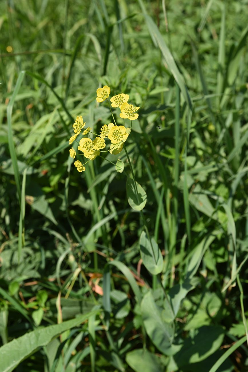 Изображение особи Bupleurum longifolium ssp. aureum.