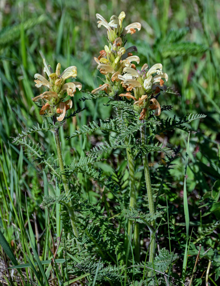 Изображение особи Pedicularis sibirica.