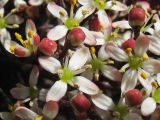 Skimmia japonica. Тычиночные цветки. Нидерланды, Гронинген, в городском озеленении. 24 марта 2008 г.