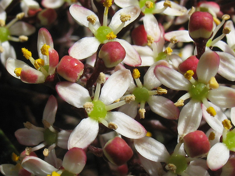 Image of Skimmia japonica specimen.