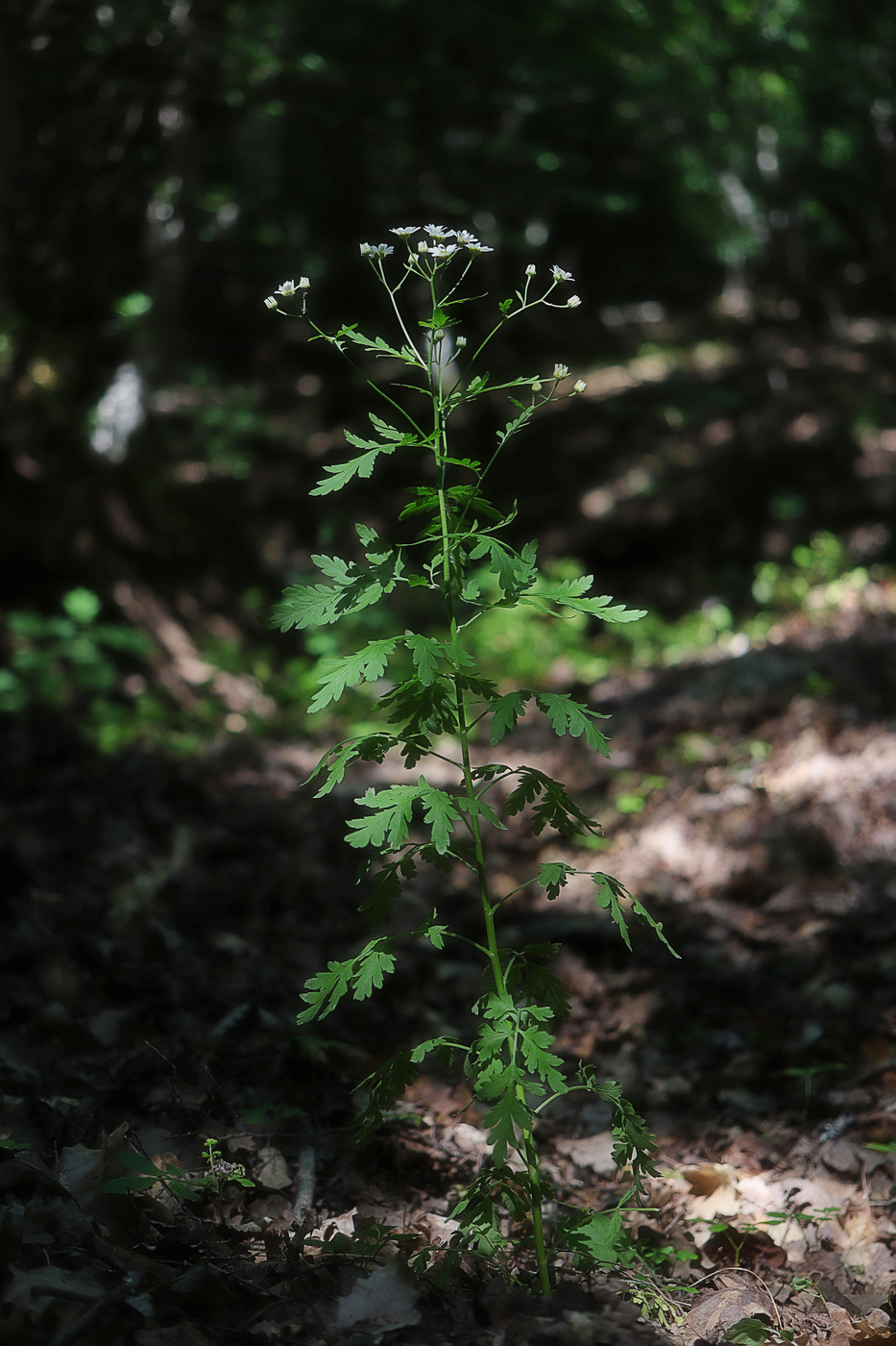 Изображение особи Pyrethrum parthenifolium.