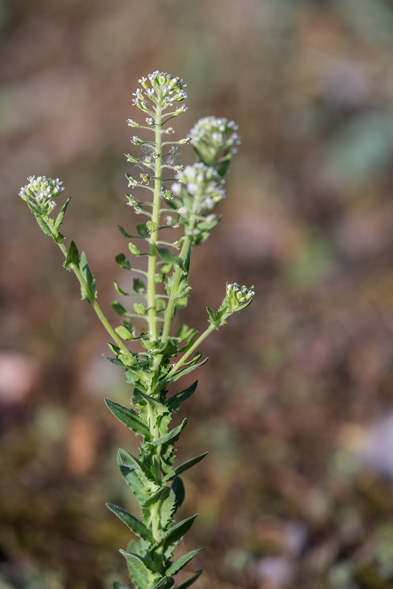 Изображение особи Lepidium campestre.