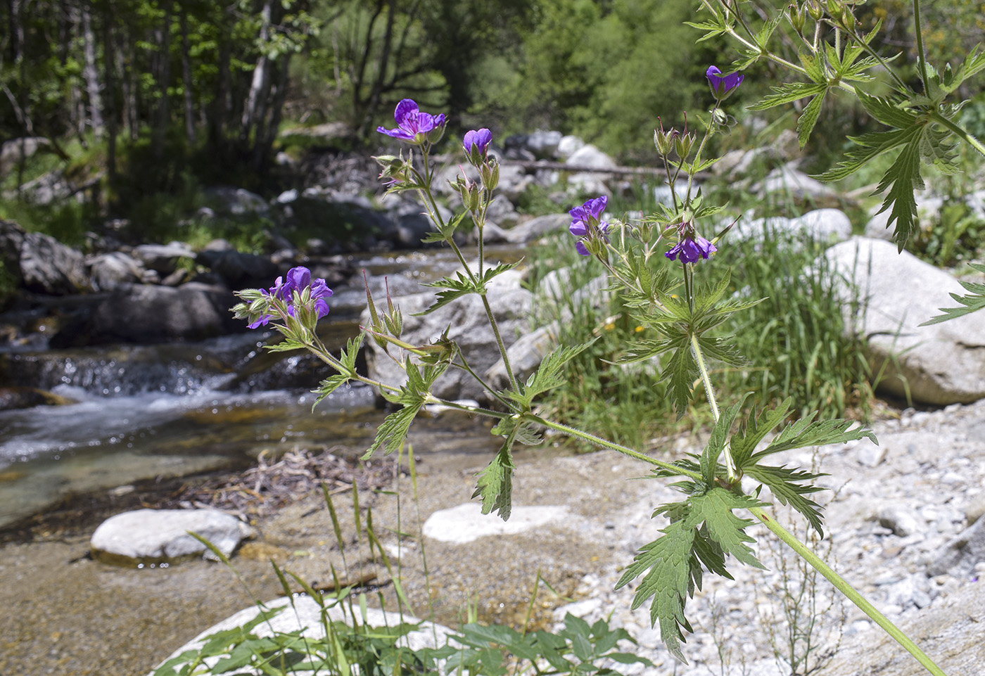 Изображение особи Geranium sylvaticum.