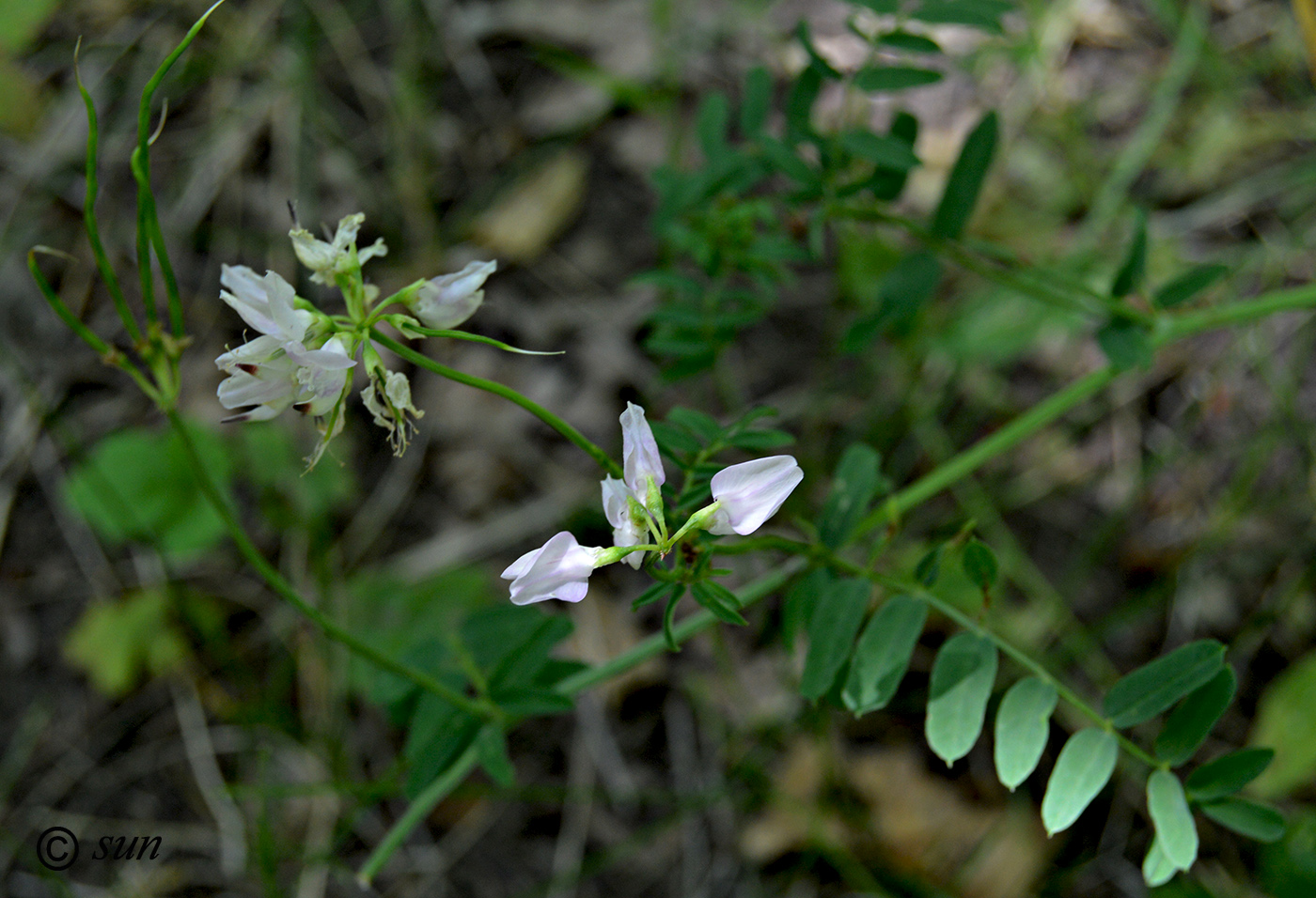 Image of Securigera varia specimen.