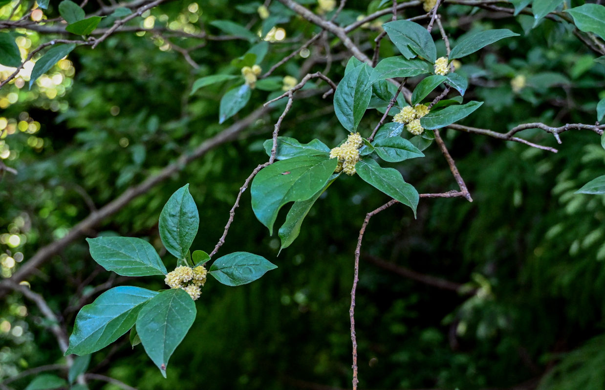 Изображение особи Maclura tricuspidata.