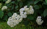 Hydrangea arborescens. Верхушки ветвей с соцветиями. Ярославская обл., г. Ярославль, в культуре. 02.07.2024.