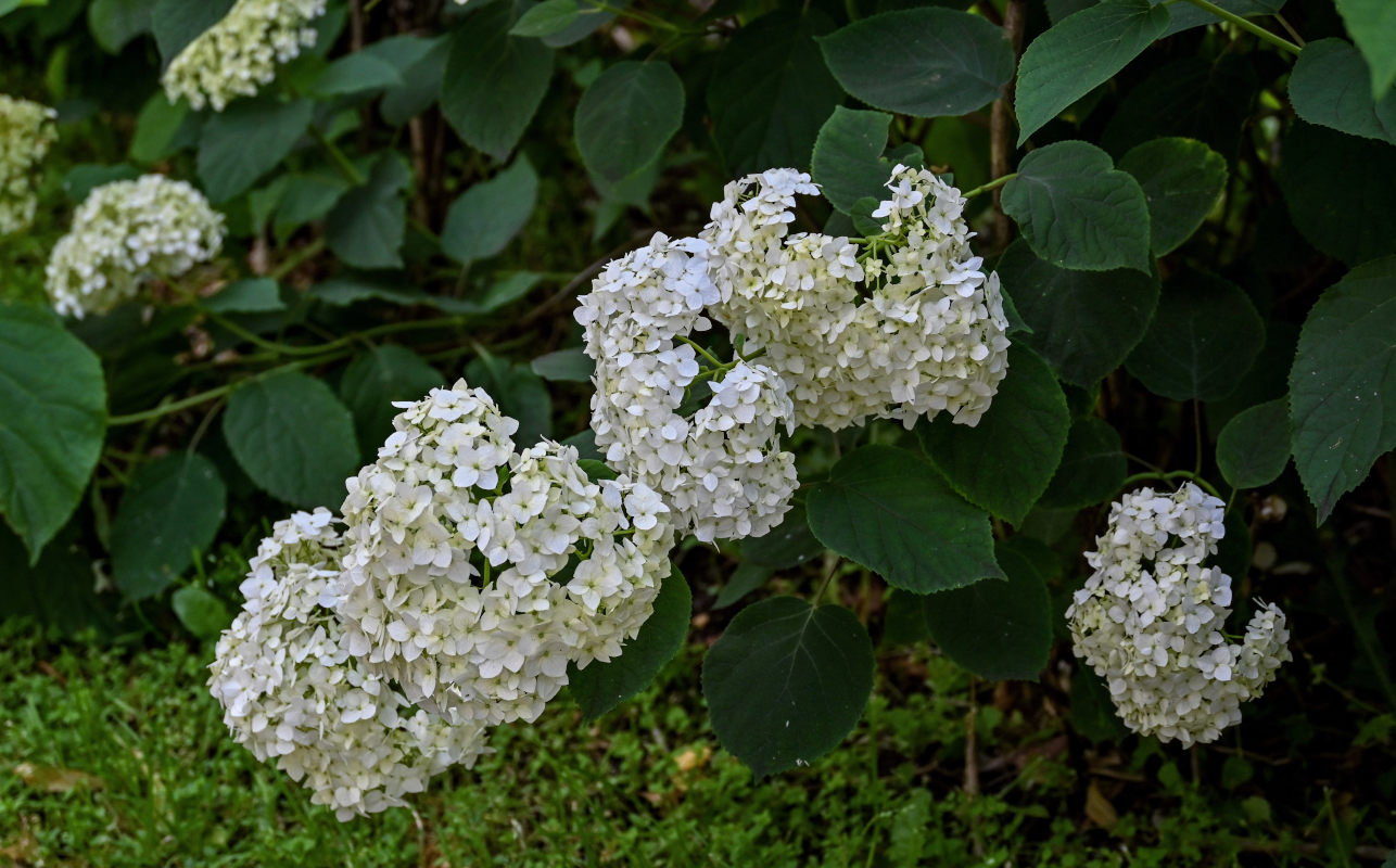 Image of Hydrangea arborescens specimen.