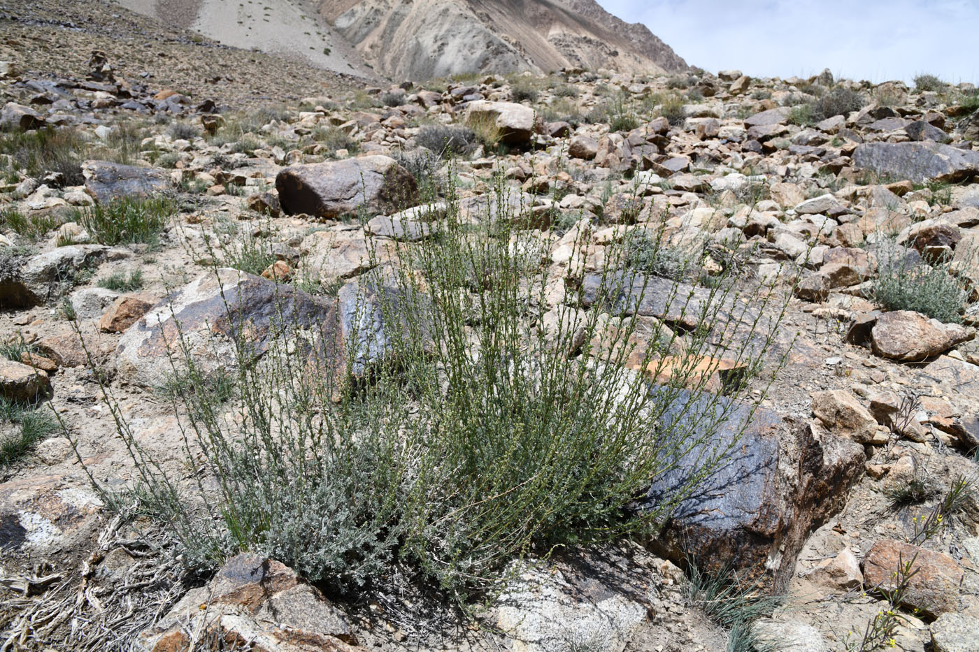 Image of genus Artemisia specimen.