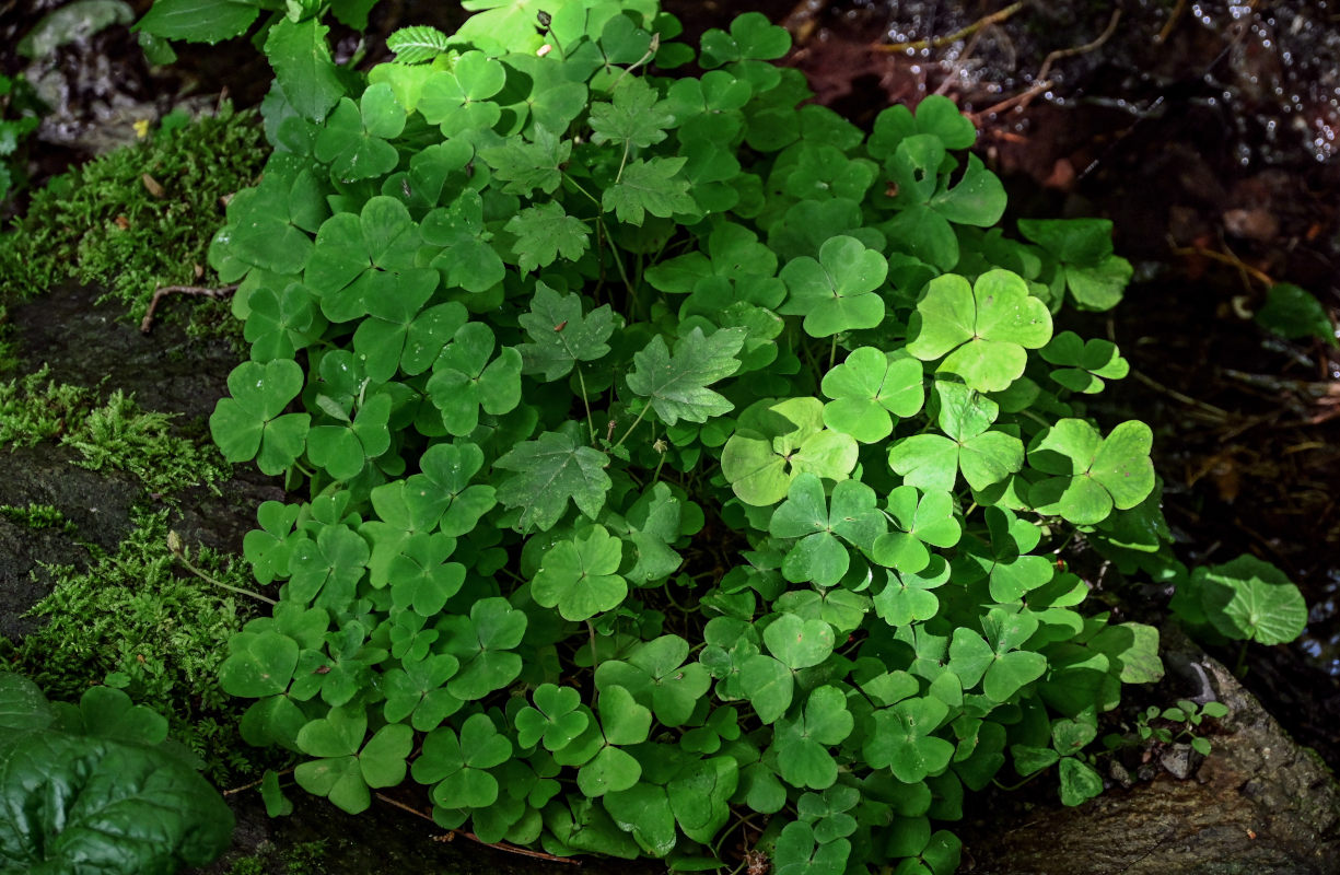 Изображение особи Oxalis acetosella.