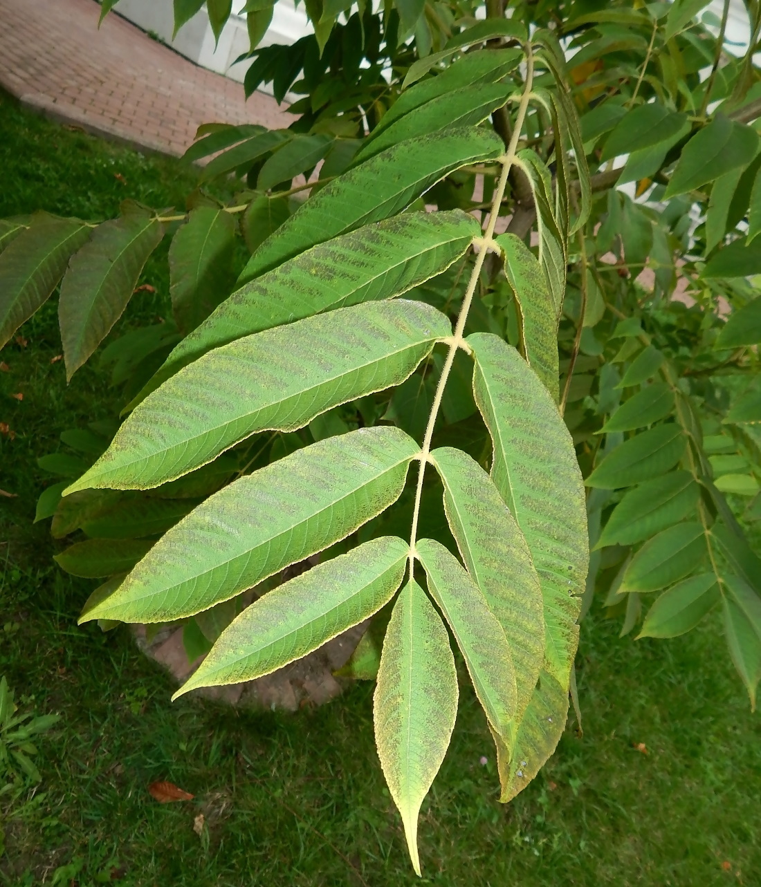 Image of genus Juglans specimen.