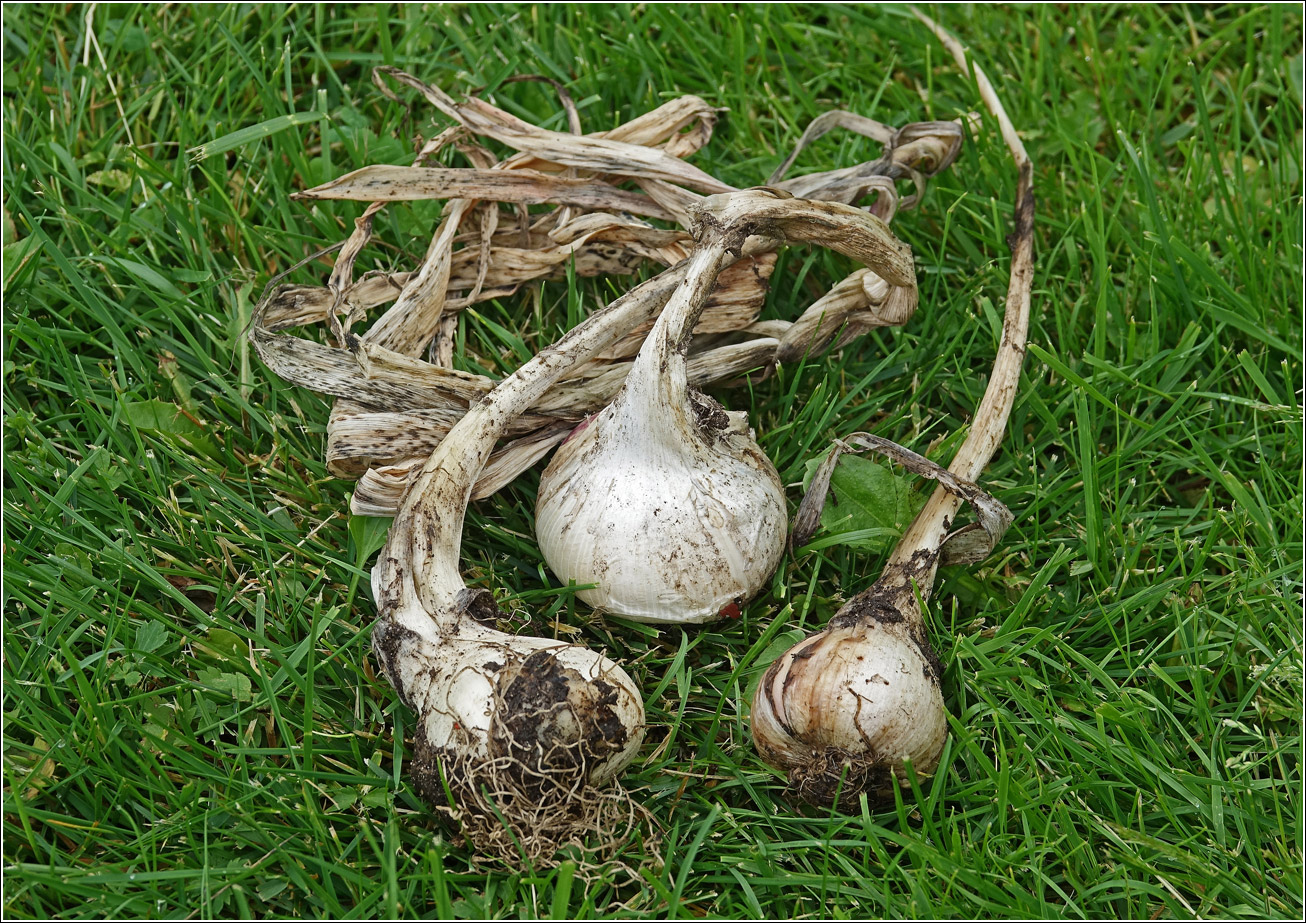 Image of Allium sativum specimen.