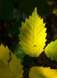 genus Ulmus. Лист в осенней окраске с муравьём. Самарская обл., Жигулёвский заповедник, гора Стрельная, лиственный лес. 06.09.2023.