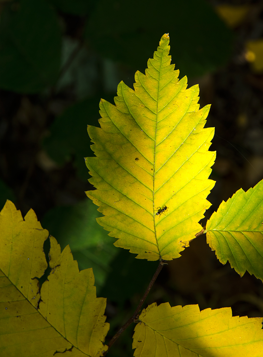 Image of genus Ulmus specimen.