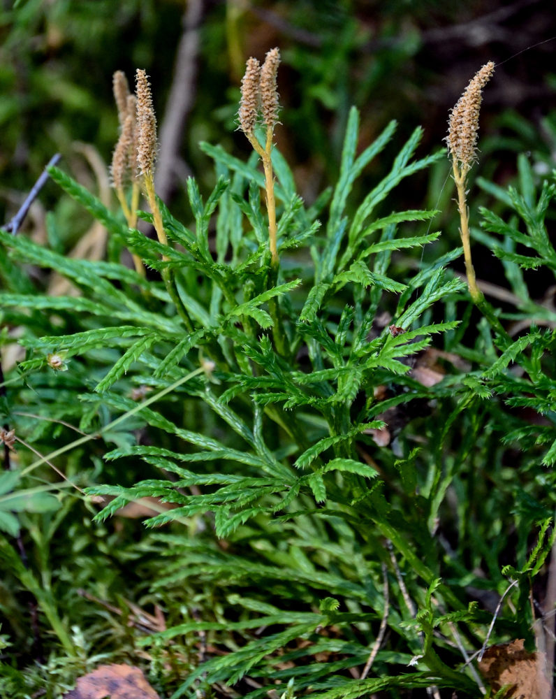 Изображение особи Diphasiastrum complanatum.