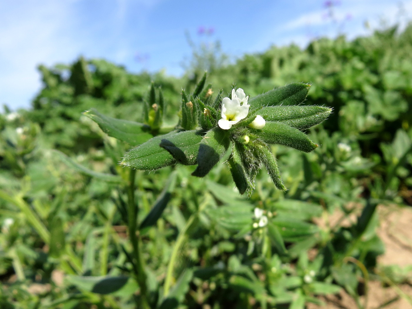 Изображение особи Buglossoides arvensis.