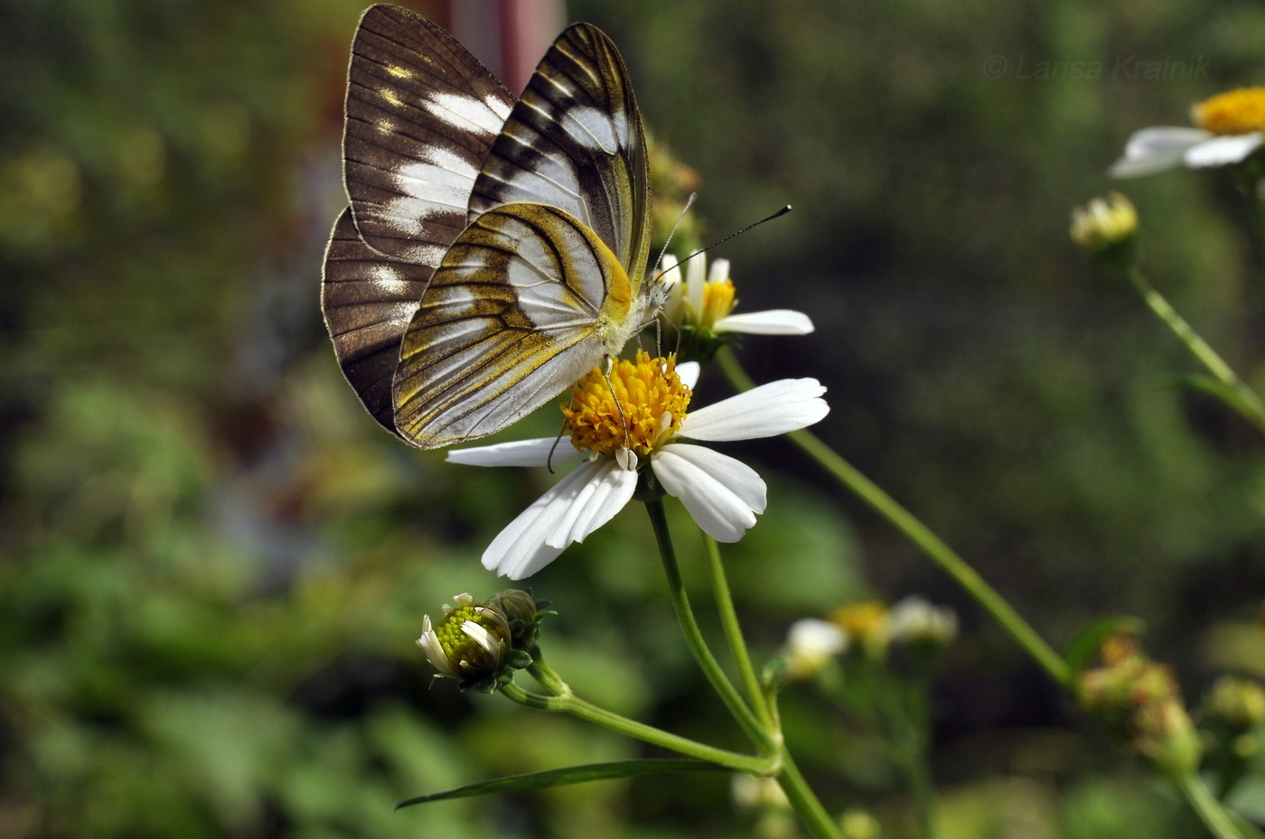 Изображение особи Bidens alba.