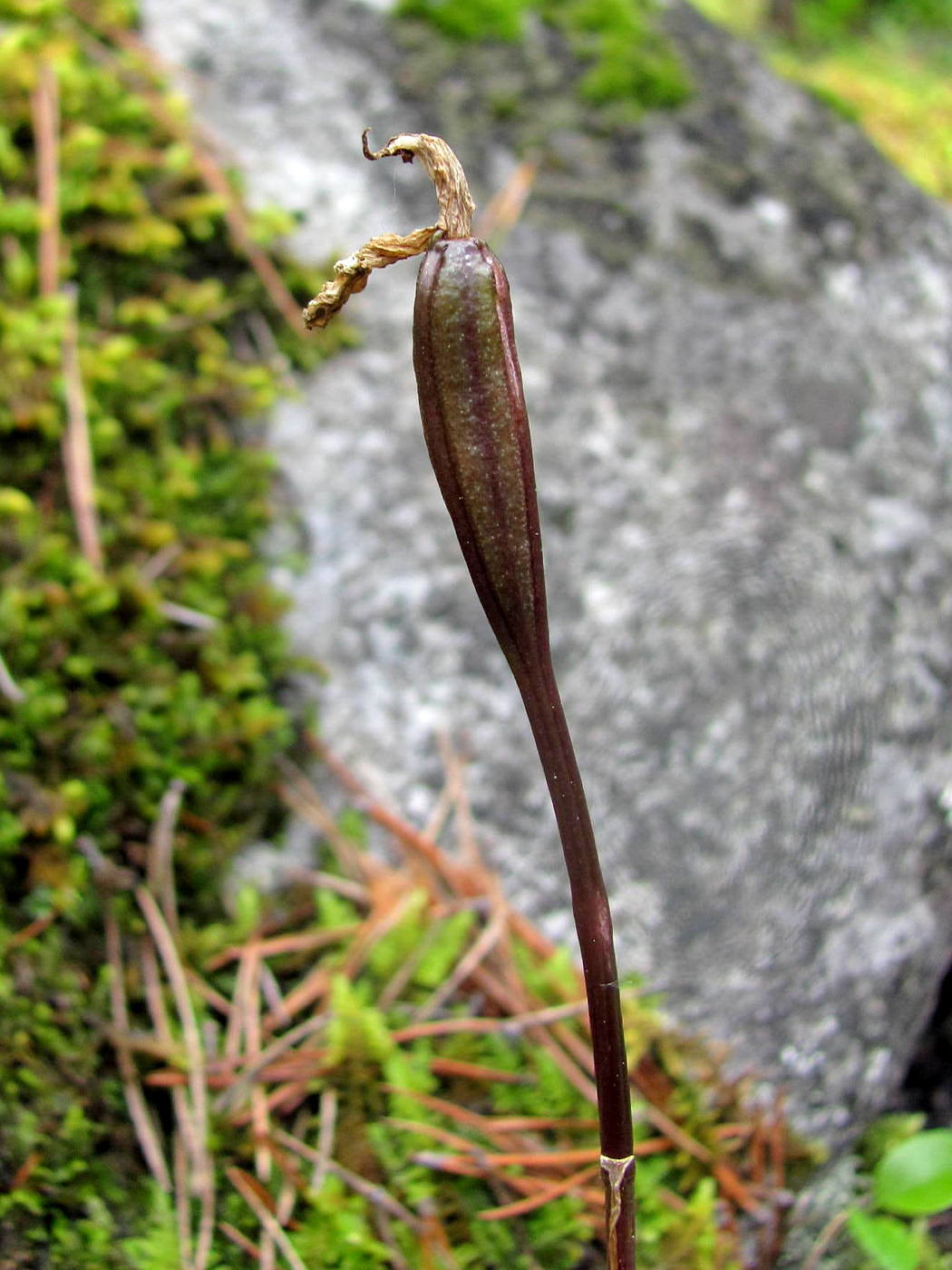 Image of Calypso bulbosa specimen.