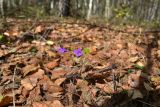 Campanula patula